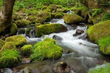 木谷沢渓流　鳥取県 大山中腹の渓流