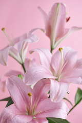 Close-up pink lily on pink background