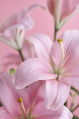 Obraz premium Close-up pink lily on pink background