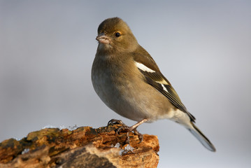 Female common chaffinch (Fringilla coelebs)