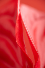 Close-up anthurium flower on red a background