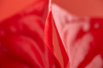 Close-up anthurium flower on red a background