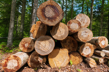 Baumst&auml;mme gestapelt fertig zum Abtransport