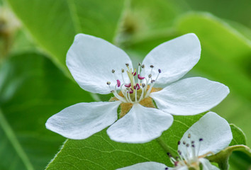 White flower, blooming apple tree.