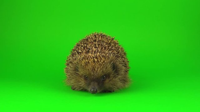 Hedgehog on a green background screen