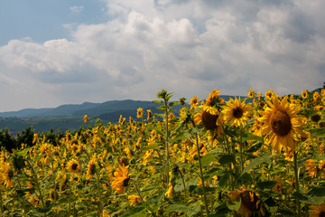 Obraz premium Sonnenblumen (Helianthus annuus), Sonnenblumenfeld