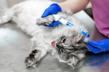 Big gray cat under anesthesia lay on metal table in vet clinic before procedure