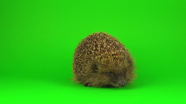 Hedgehog on a green background screen