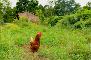 Chicken at Farm