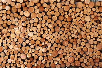 Rondin de bois coupé