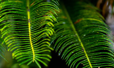 Green Fern