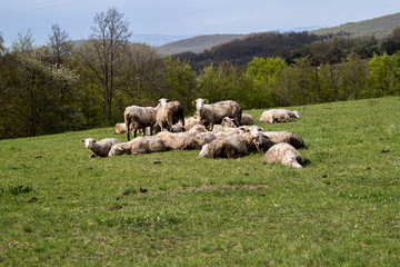 Sheeps in a meadow on green grass - 269920976