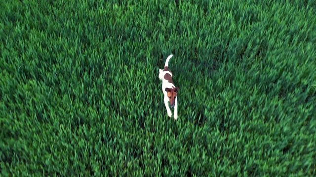 gl&uuml;cklicher Hund rennt &uuml;ber ein Feld und spielt
