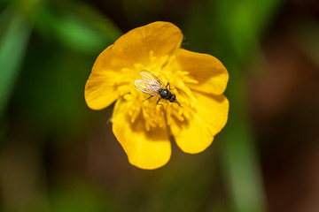 Insekt auf Butterblume