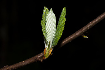 frisch erblühte Blätter auf Ast mit schwarzen Hintergrund