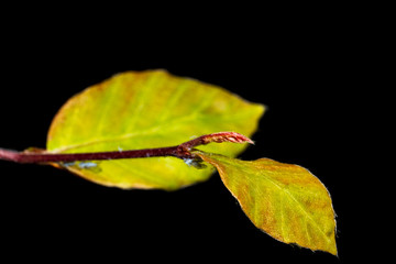 Blatt mit schwarzen Hintergrund