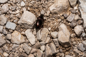 Käfer der auf Kies krabbelt © lexpixelart