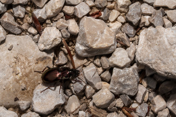 Käfer der auf Kies krabbelt © lexpixelart