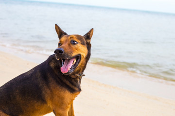 A happy dog on the beach.