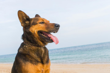 A happy dog on the beach.