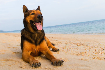 Fototapeta na wymiar A happy dog relaxing on the beach.