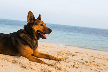 Fototapeta na wymiar A happy dog relaxing on the beach.