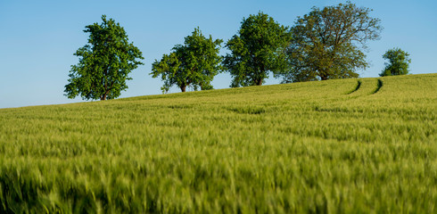 Weizenfeld mit Bäumen Panorama