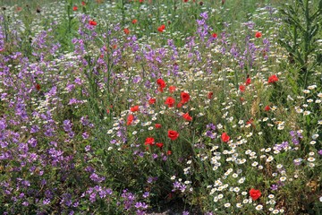 Flowering grass in the meadow in the spring. Tyulenovo (Bulgaria).