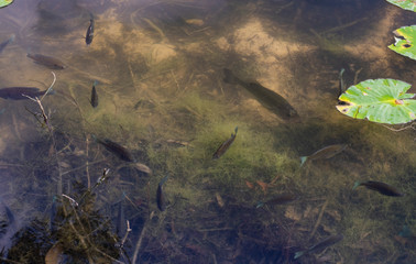 A largemouth bass lurking in a school of nesting bluegill in their native habitat, a freshwater pond in Louisiana