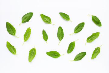 Naklejka premium Holy basil leaves on white
