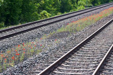 Naklejka premium Eine Blumenwiese mit Mohnblumen zwischen den Eisenbahnschienen eines Dorfbahnhofes...