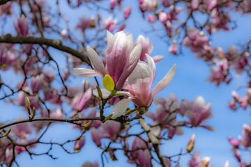 magnolia madness