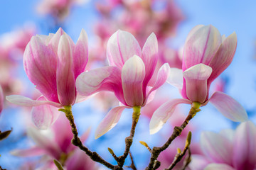magnolia madness