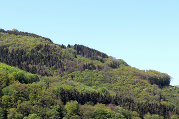 Naklejka premium Des arbres à perte de vue