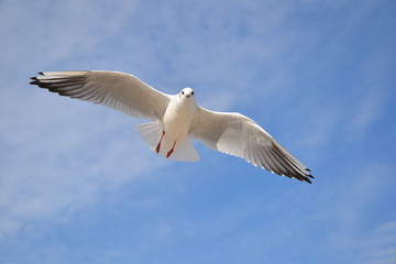 Single seagull in the blue sky. Lovely seagull looking straight at the camera
