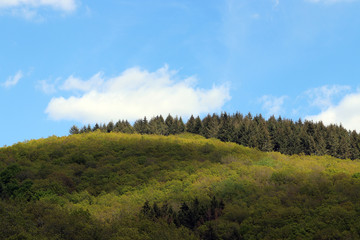 Une forêt luxembourgeoise