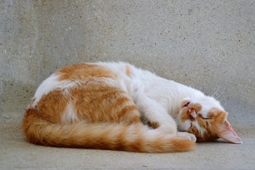 Cute white-red cat photographed while sleeping. Lazy cat day
