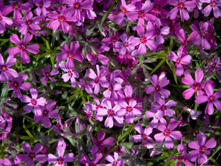 Lilac carpet of blooming styloid phlox