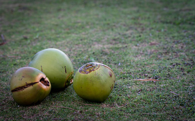 Coconut on the grass