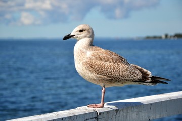 Single seagull standing on the railing of the pier. Bird on a white balustrade with a blurred marine background.