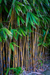 Bamboo