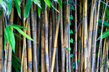 Bamboo