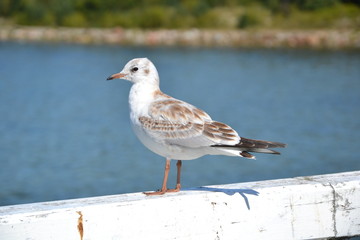 Single seagull standing on the railing of the pier. Bird on a white balustrade with a blurred marine background.