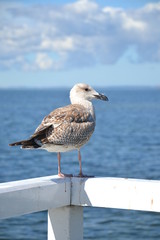 Single seagull standing on the railing of the pier. Bird on a white balustrade with a blurred marine background.
