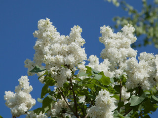 White lilac blossoms against the blue sky