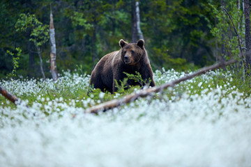 Obraz na płótnie Canvas Brown bear (Ursus arctos) walks among the cotton grass.