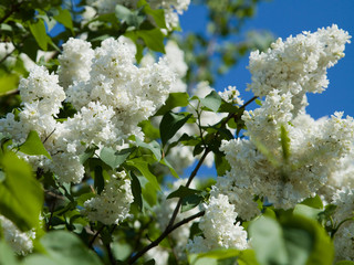 White lilac blossoms against the blue sky