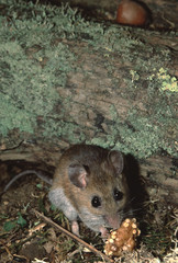 Deer Mouse (Peromyscus Maniculatus)