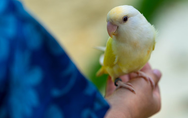 Bird on Hand