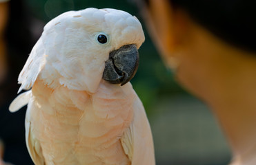 Cockatoo on hand
